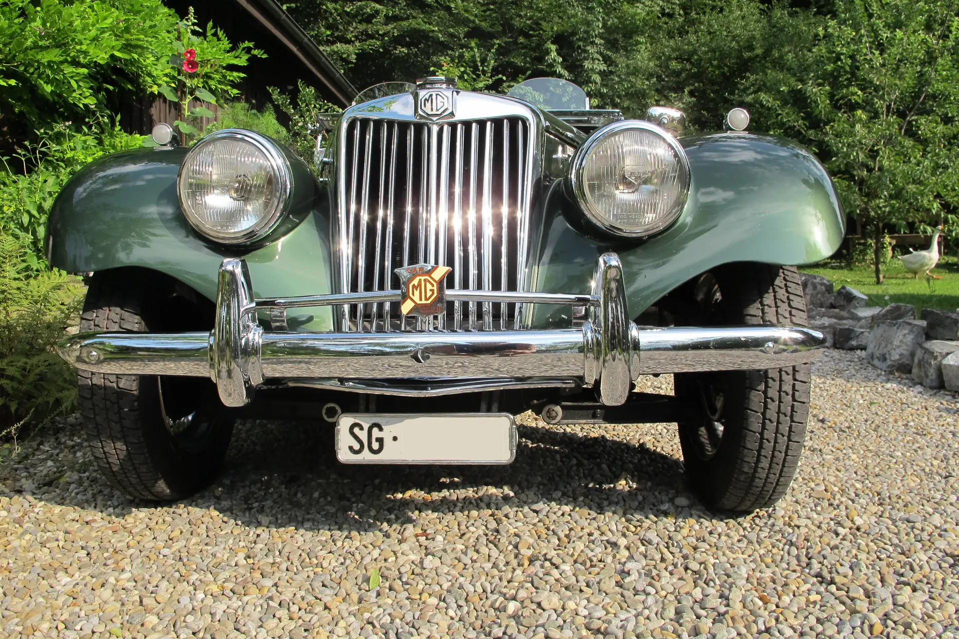 MG Midget 1954 occasion Au SG — 2